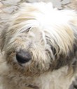 briard_min.jpg
